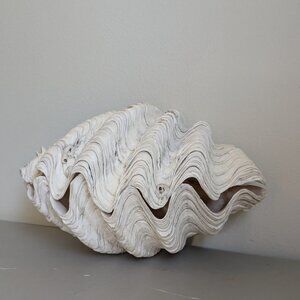 10" Tridacna Gigas Giant Clam Shell Matching Pair Ruffled Surface aquarium decor